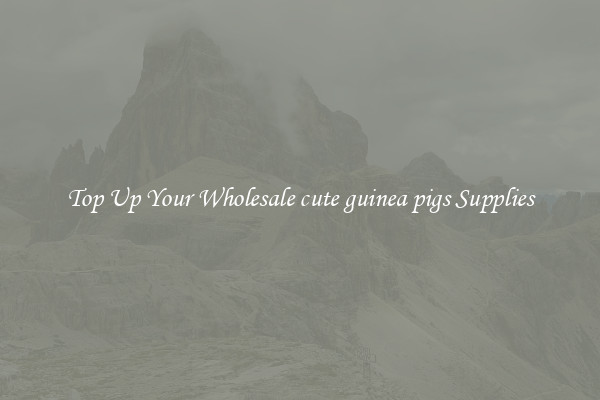 Top Up Your Wholesale cute guinea pigs Supplies